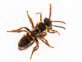 Nomada goodeniana